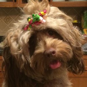 Meet your Posher, Marion